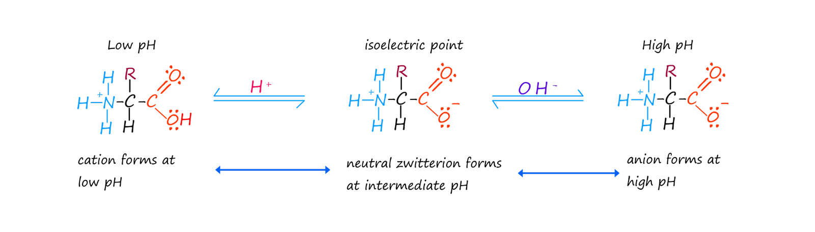 how the isoelectric point for an amino acid forms